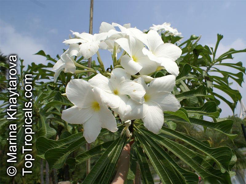 Plumeria pudica, Bridal bouquet