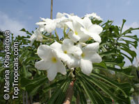 Plumeria pudica, Bridal bouquet

Click to see full-size image