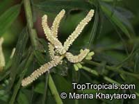 Podocarpus polystachyus, Poly-spiked Podocarp, Sea Teak

Click to see full-size image