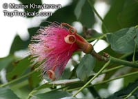 Pseudobombax ellipticum, Bombax ellipticum, Shaving Brush Tree

Click to see full-size image