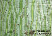 Pseudobombax ellipticum, Bombax ellipticum, Shaving Brush Tree

Click to see full-size image