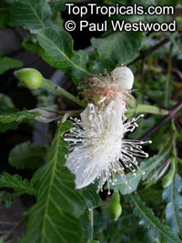 Psidium guajava, Tropical Guava, Guajava. Psidium guajava 'jiminez' (?)