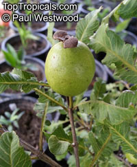 Psidium friedrichsthalianum (Коста-Риканская Гуава) - растение