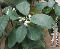 Psychotria kirkii , Psychotria

Click to see full-size image