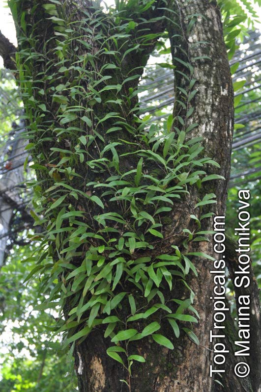 Pyrrosia lanceolata, Acrostichum lanceolatum, Pyrrosia