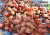 Salacca wallichiana, Zalacca rumphii, Salak Kumbar, Sala

Click to see full-size image