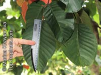 Sandoricum koetjape, Sandoricum indicum, Santol, Kechapi, Lolly Fruit

Click to see full-size image