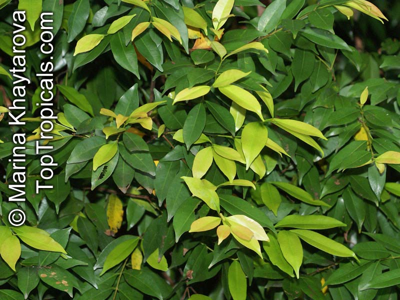 Syzygium myrtifolium, Eugenia oleina, Eugenia myrtifolia, Syzygium campanulatum, Wild Cinnamon, Australian Brush-Cherry, Kelat Oil, Kelat Paya, Red Lip