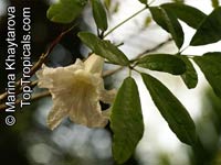 Tabebuia bahamensis, Tabebuia turquinensis, Tabebuia affinis, Tabebuia leonis, Dwarf Bahamian Trumpet Tree, Five Fingers

Click to see full-size image