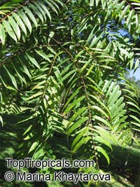 Toona sp., Toon

Click to see full-size image