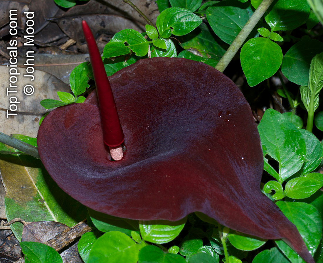 Black Flowered Dead Rat Lily (Typhonium roxburghii) flower