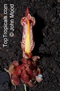 Zingiber rubens - seeds

Click to see full-size image