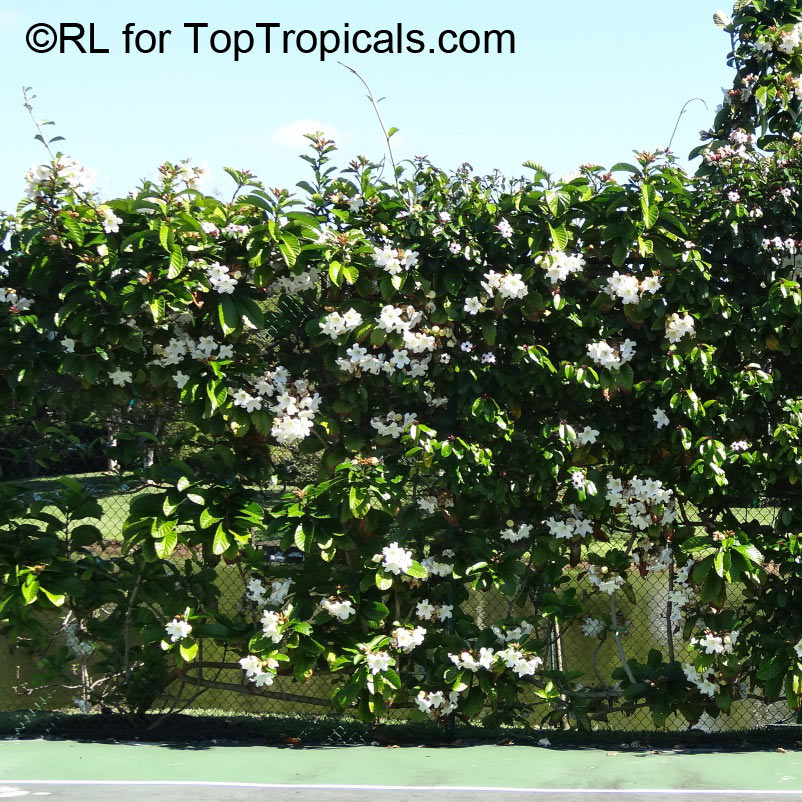 Beaumontia grandiflora - Easter Lily Vine, live hedge fence