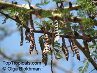 Vachellia xanthophloea, Acacia xanthophloea, Fever tree 

Click to see full-size image