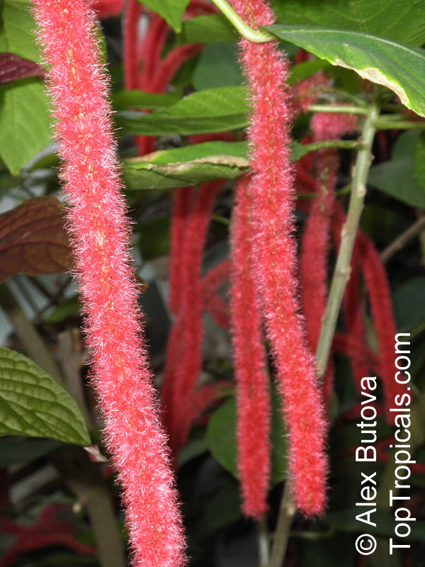 Acalypha hispida, Cat Tail, Chenille Plant, Red Hot Cattail, Foxtail, Red Hot Poker