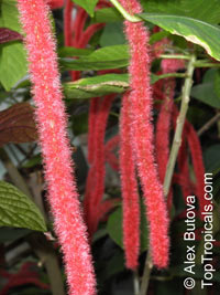 Acalypha hispida, Cat Tail, Chenille Plant, Red Hot Cattail, Foxtail, Red Hot Poker

Click to see full-size image