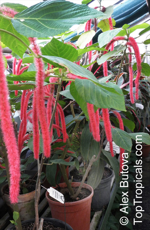 Acalypha hispida, Cat Tail, Chenille Plant, Red Hot Cattail, Foxtail, Red Hot Poker