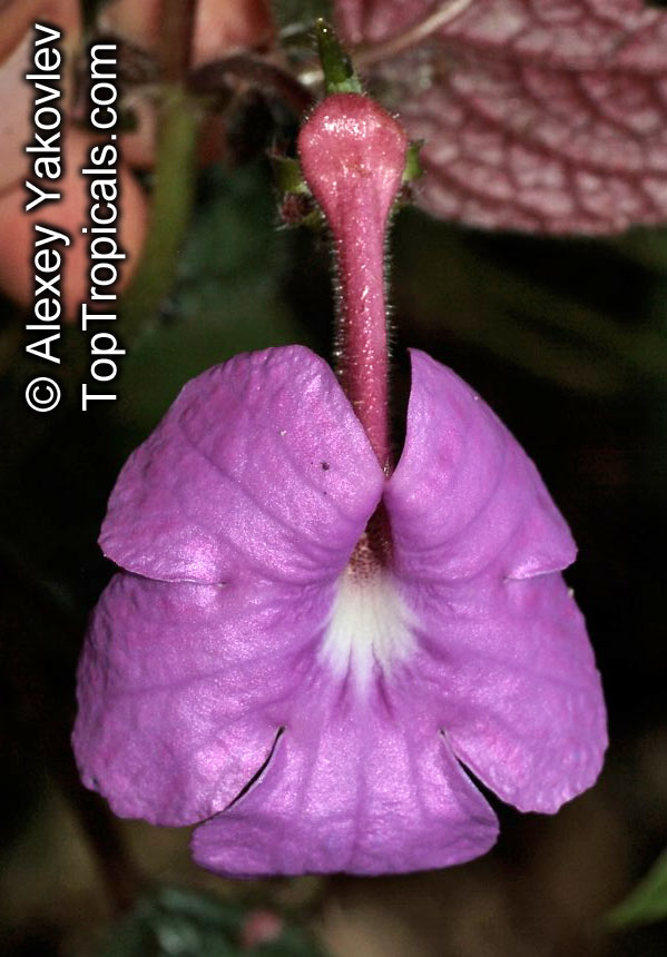 Achimenes sp., Cupid's Bower, Hot Water Plant, Monkey-Faced Pansy, Magic Flower, Orchid Pansy. Achimenes grandiflora