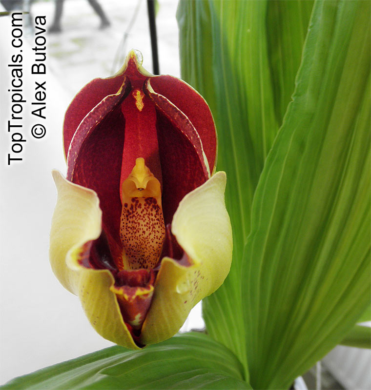 Anguloa sp., Tulip Orchid. Anguloa ruckeri