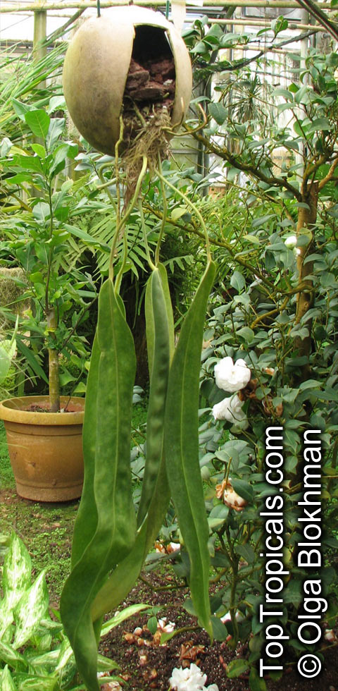 Anthurium wendlingeri, Strap-leaf Anthurium, Spiral Anthurium