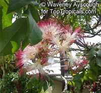 Archidendron grandiflorum, Pithecellobium grandiflorum, Pink Laceflower

Click to see full-size image