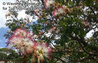 Archidendron grandiflorum, Pithecellobium grandiflorum, Pink Laceflower

Click to see full-size image