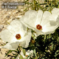 Argemone sp., Prickly Poppy

Click to see full-size image
