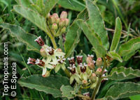 Asclepias oenotheroides, Zizotes Milkweed, Longhorn Milkweed, Side-cluster Milkweed, Primrose Milkweed, Lindheimer's Milkweed

Click to see full-size image