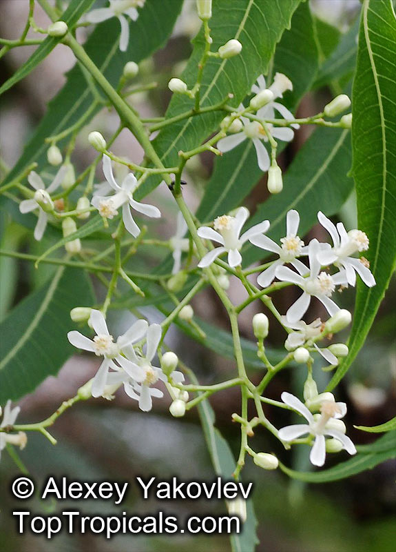 Azadirachta indica - seeds