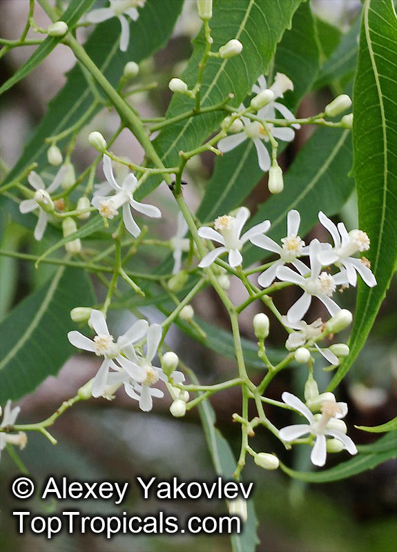 neem tree flower