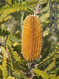 Banksia sp., Banksia

Click to see full-size image