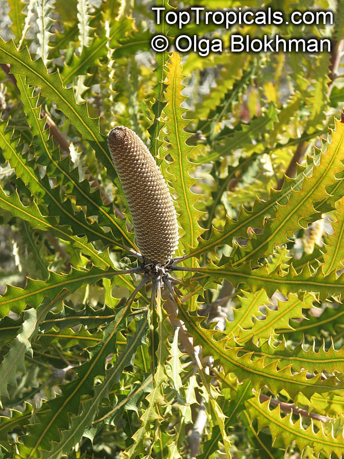 Banksia sp., Banksia. Banksia ashbyi