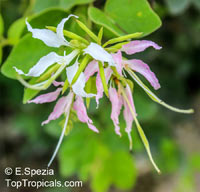 Bauhinia divaricata, Butterfly Orchid Tree

Click to see full-size image