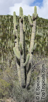 Carnegiea gigantea, Saguaro