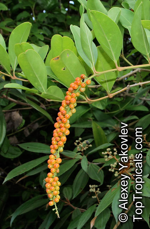 Citharexylum caudatum, Juniper Berry, Fiddlewood