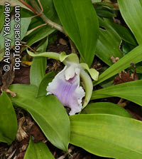 Cochleanthes aromatica, Zygopetalum aromaticum , Cochleanthes

Click to see full-size image