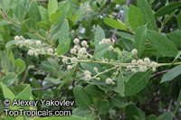 Conocarpus erectus, Button Mangrove, Florida Buttonwood