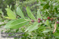 Conocarpus erectus, Button Mangrove, Florida Buttonwood

Click to see full-size image