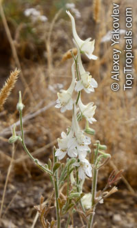 Consolida sp., Larkspur, Knight's Spur

Click to see full-size image