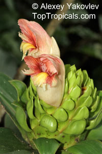 Costus sp., Spiral Ginger

Click to see full-size image