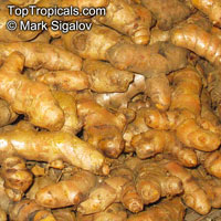 Curcuma longa, Spice Turmeric, Longevity Spice, Indian Saffron, Tumeric

Click to see full-size image