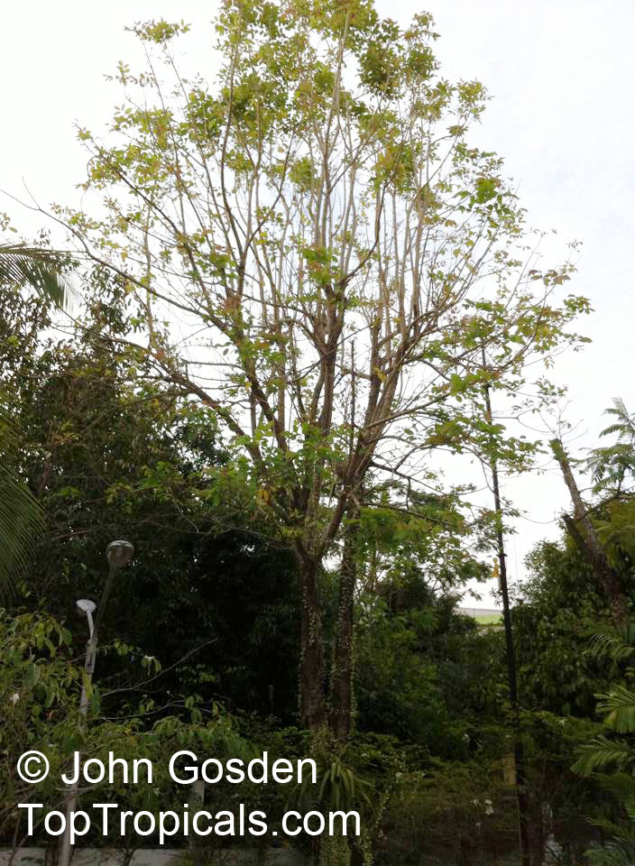 Dolichandrone spathacea, Mangrove Trumpet Tree