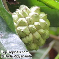 Duguetia peruviana, Duguetia

Click to see full-size image