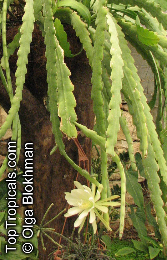 Epiphyllum sp., Orchid Cactus, Leaf Cactus