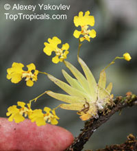 Erycina pusilla, Psygmorchis pusilla, Oncidium pusillum, Erycina

Click to see full-size image