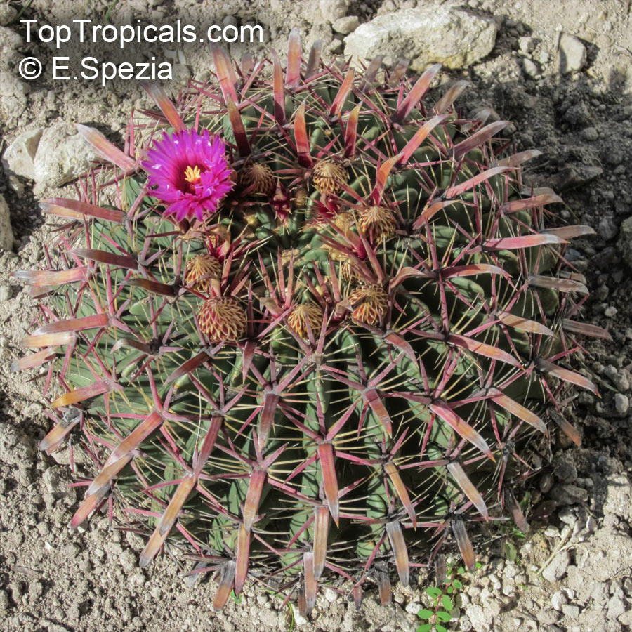 Ferocactus sp., Barrel Cactus. Ferocactus latispinus