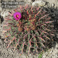 Ferocactus sp., Barrel Cactus

Click to see full-size image