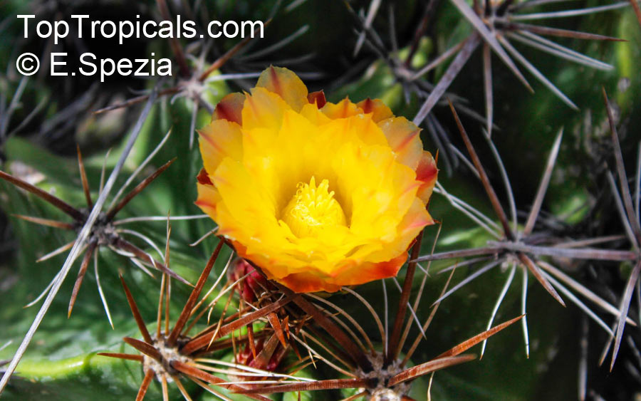 Ferocactus sp., Barrel Cactus. Ferocactus robustus