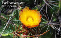Ferocactus sp., Barrel Cactus

Click to see full-size image