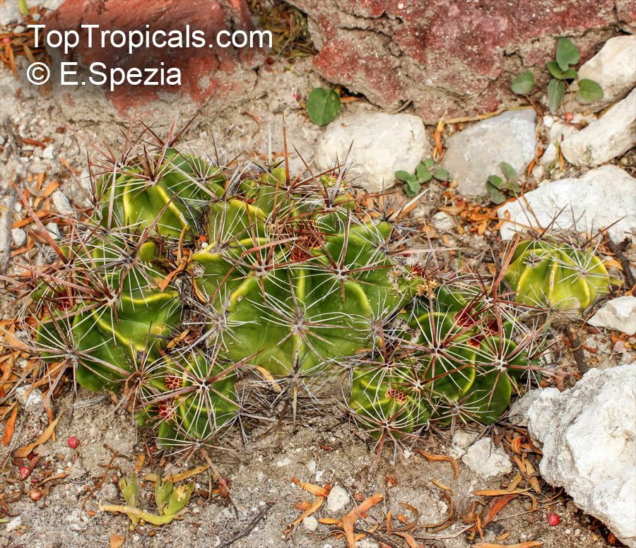 Ferocactus sp., Barrel Cactus. Ferocactus robustus